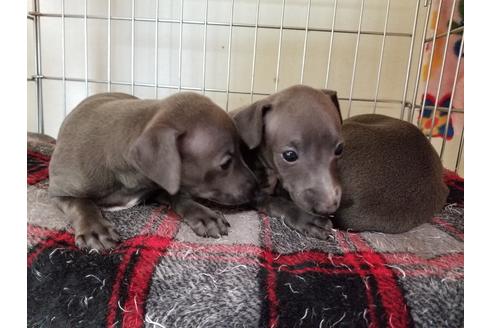 成約済の愛知県のイタリアングレーハウンド(イタグレ)-55434の1枚目