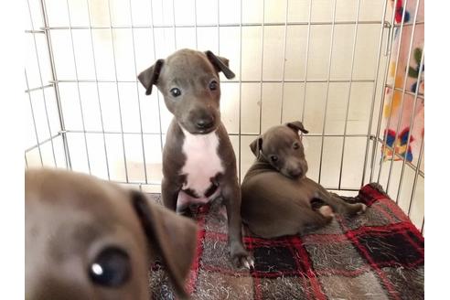 成約済の愛知県のイタリアングレーハウンド(イタグレ)-55435の3枚目