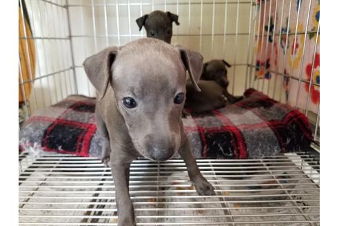 成約済の愛知県のイタリアングレーハウンド(イタグレ)-55435の2枚目