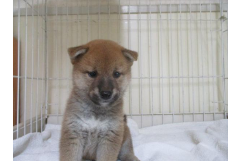 成約済の岡山県の柴犬-55436の2枚目