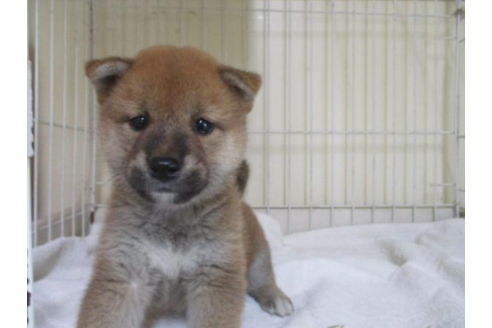 成約済の岡山県の柴犬-55436の1枚目