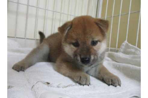 成約済の岡山県の柴犬-55437の2枚目