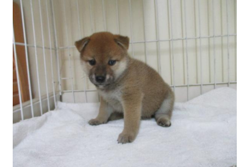 成約済の岡山県の柴犬-55437の1枚目