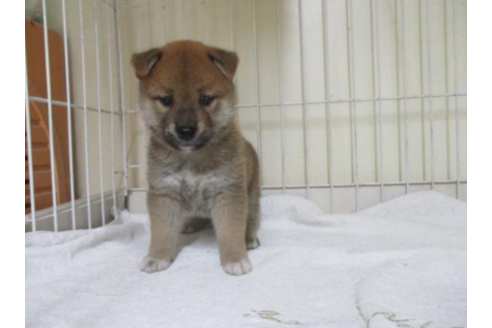 成約済の岡山県の柴犬-55438の2枚目