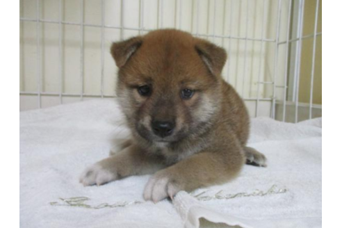 成約済の岡山県の柴犬-55438の1枚目