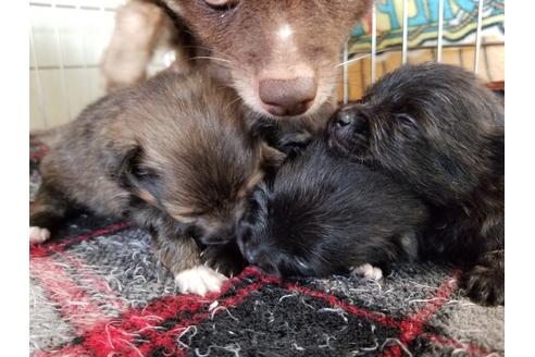 成約済の愛知県のポメラニアン-55439の4枚目