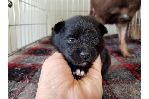 成約済の愛知県のポメラニアン-55440の4枚目