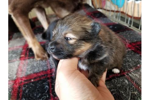 成約済の愛知県のポメラニアン-55445の4枚目