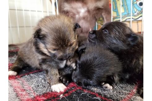 成約済の愛知県のポメラニアン-55445の3枚目