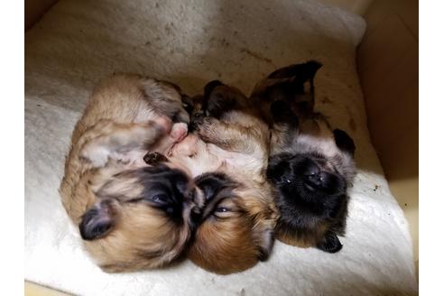 成約済の愛知県のペキニーズ-55447の4枚目