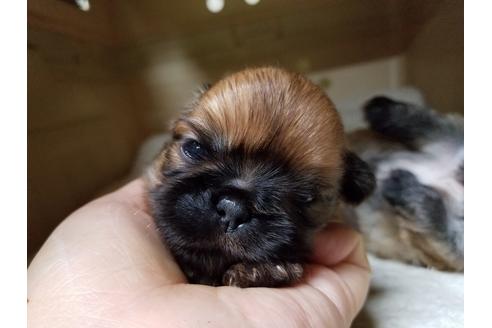 成約済の愛知県のペキニーズ-55448の5枚目