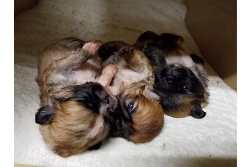 成約済の愛知県のペキニーズ-55448の2枚目