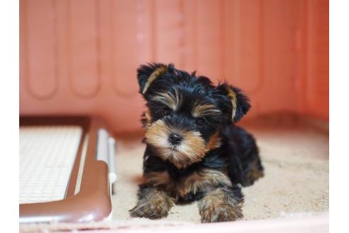 子犬