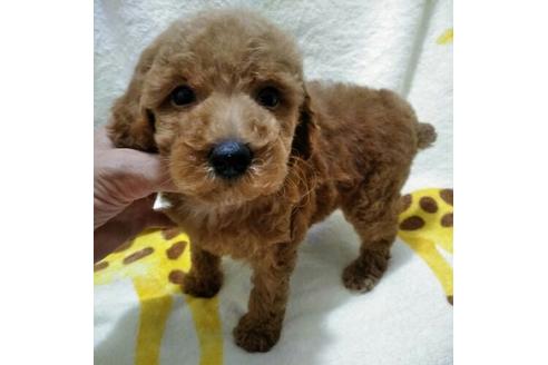 成約済の岐阜県のミニチュアプードル-55479の1枚目