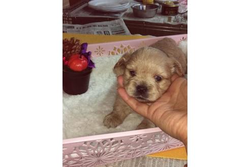 成約済の静岡県のミックス犬-55510の3枚目