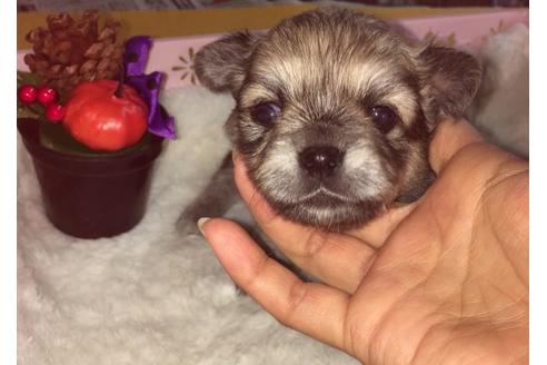 成約済の静岡県のチワワ(ロングコート)-55511の4枚目