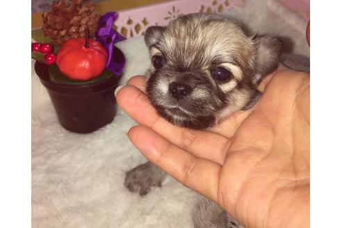 成約済の静岡県のチワワ(ロングコート)-55511の1枚目