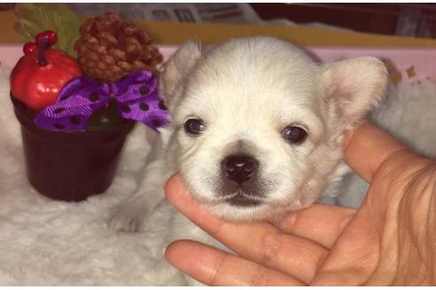 成約済の静岡県のチワワ(ロングコート)-55513の2枚目