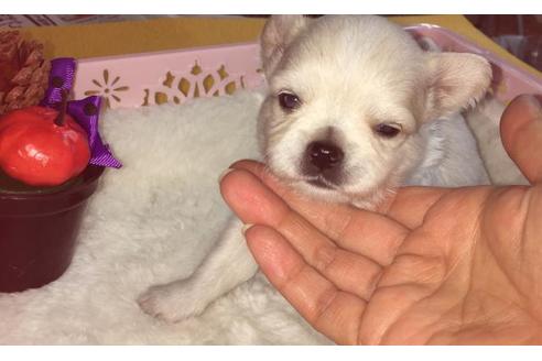 成約済の静岡県のチワワ(ロングコート)-55513の1枚目