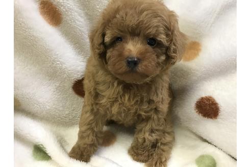 成約済の岐阜県のトイプードル-55516の1枚目