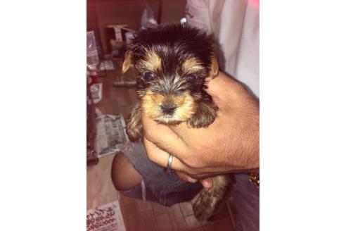 成約済の静岡県のヨークシャーテリア-55517の2枚目