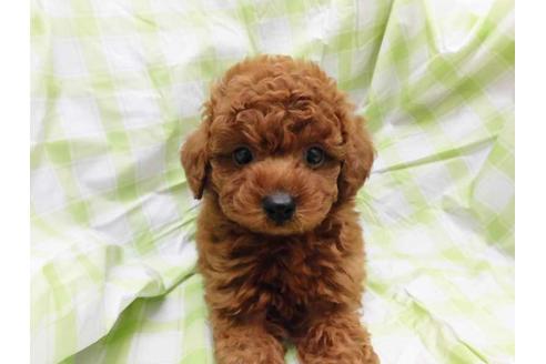 成約済の福岡県のトイプードル-55529の1枚目