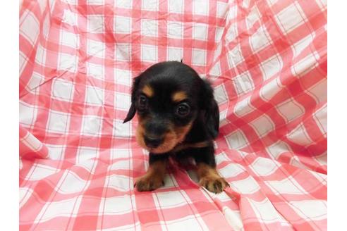 成約済の福岡県のカニンヘンダックスフンド(ロングヘアード)-55530の1枚目