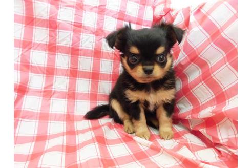 成約済の福岡県のチワワ(ロングコート)-55533の1枚目