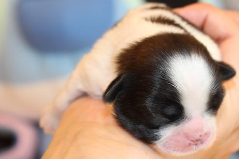 成約済の愛知県のシーズー-55579の8枚目