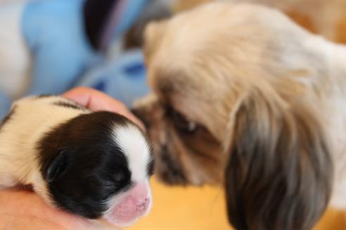 成約済の愛知県のシーズー-55579の7枚目