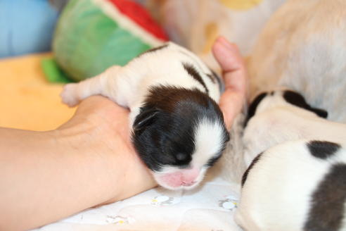 成約済の愛知県のシーズー-55579の6枚目