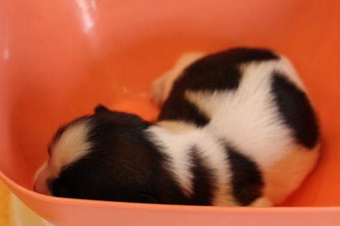 成約済の愛知県のシーズー-55579の5枚目