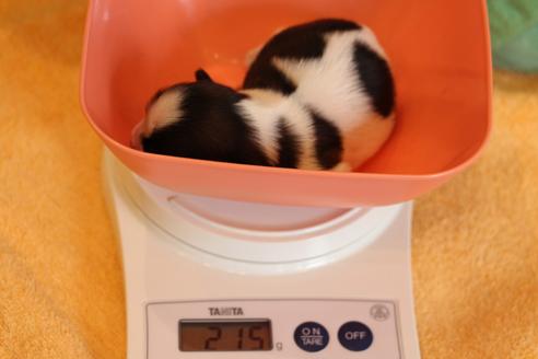 成約済の愛知県のシーズー-55579の4枚目