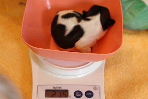 成約済の愛知県のシーズー-55579の3枚目