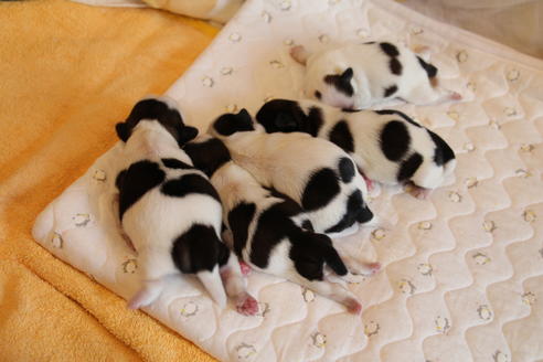 成約済の愛知県のシーズー-55579の2枚目