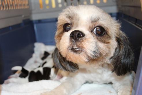 成約済の愛知県のシーズー-55579の1枚目