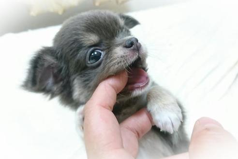 岡山県のチワワ ロングコート 男の子 18 07 24生まれ ブルータンホワイト 子犬id ブリーダーナビ