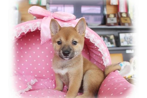 成約済の大阪府の柴犬-55608の5枚目