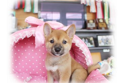 成約済の大阪府の柴犬-55608の4枚目