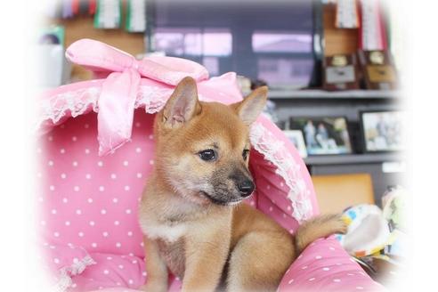 成約済の大阪府の柴犬-55608の3枚目