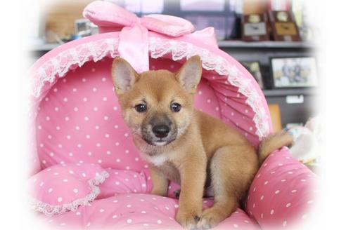 成約済の大阪府の柴犬-55608の2枚目