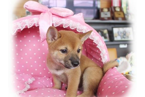 成約済の大阪府の柴犬-55608の1枚目