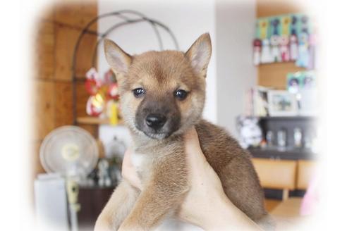 成約済の大阪府の柴犬-55609の5枚目