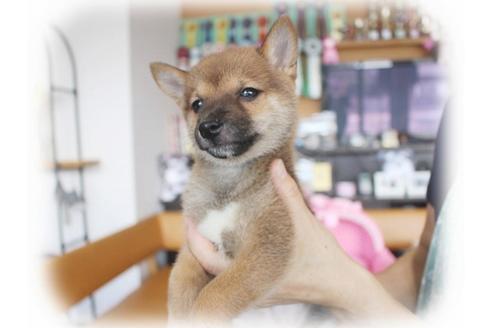 成約済の大阪府の柴犬-55609の4枚目