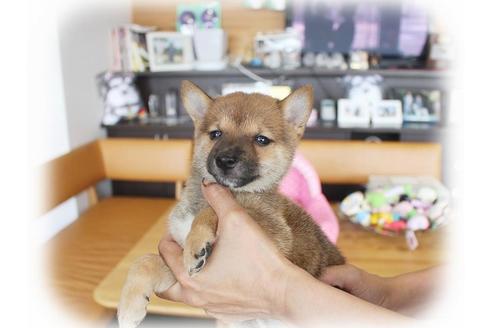 成約済の大阪府の柴犬-55609の3枚目