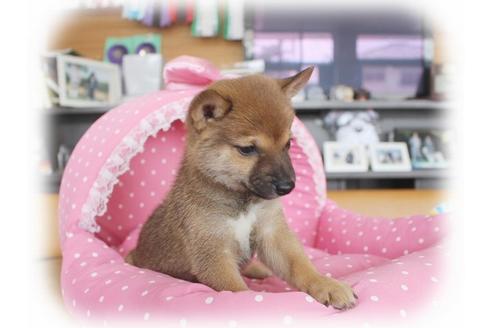 成約済の大阪府の柴犬-55609の2枚目