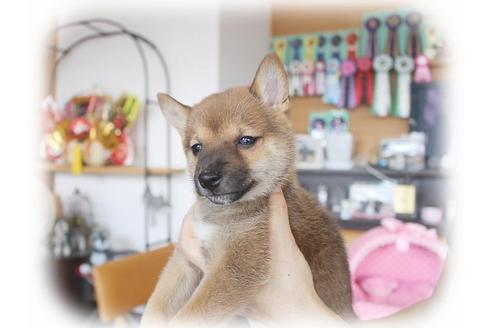 成約済の大阪府の柴犬-55609の1枚目