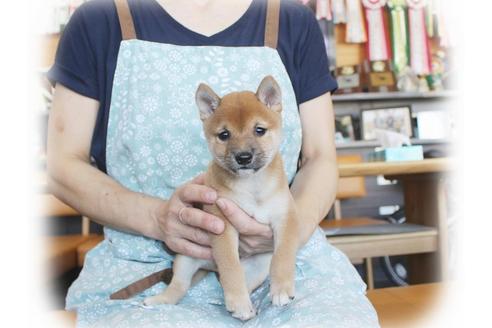 成約済の大阪府の柴犬-55611の5枚目