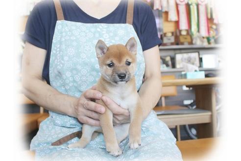 成約済の大阪府の柴犬-55611の4枚目