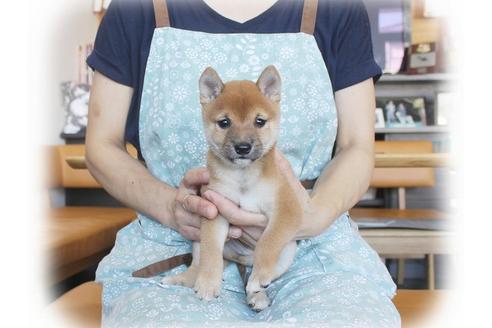 成約済の大阪府の柴犬-55611の3枚目